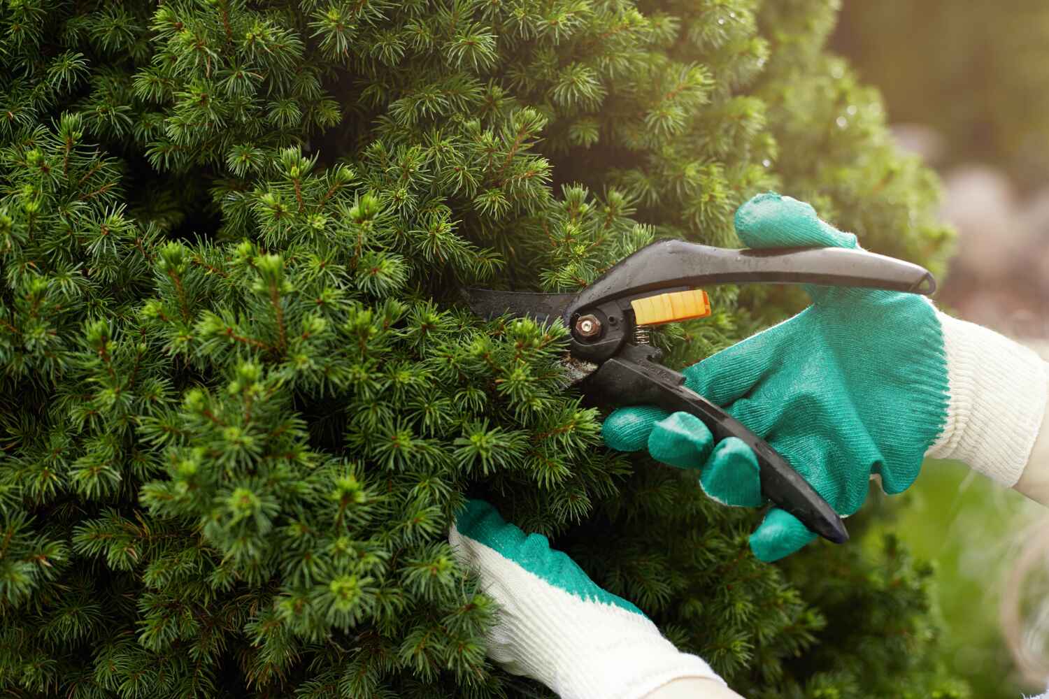 Professional Tree Service in Lakeside, CA